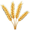 Rich in Fibre